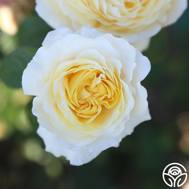 Moonlight Romantica – Heirloom Roses
