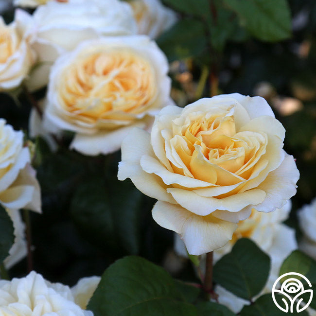 Moonlight Romantica – Heirloom Roses