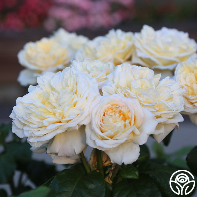 Moonlight Romantica – Heirloom Roses