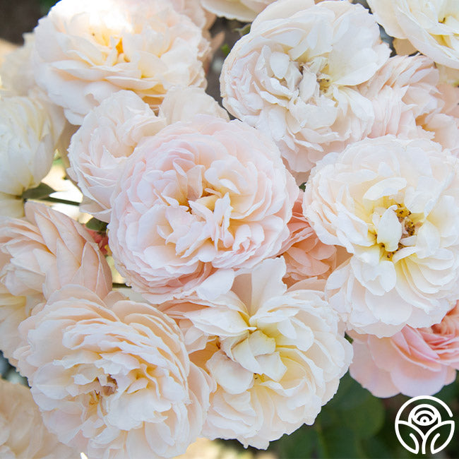 Heirloom Roses Moonlight in Paris - Thumbnail 3