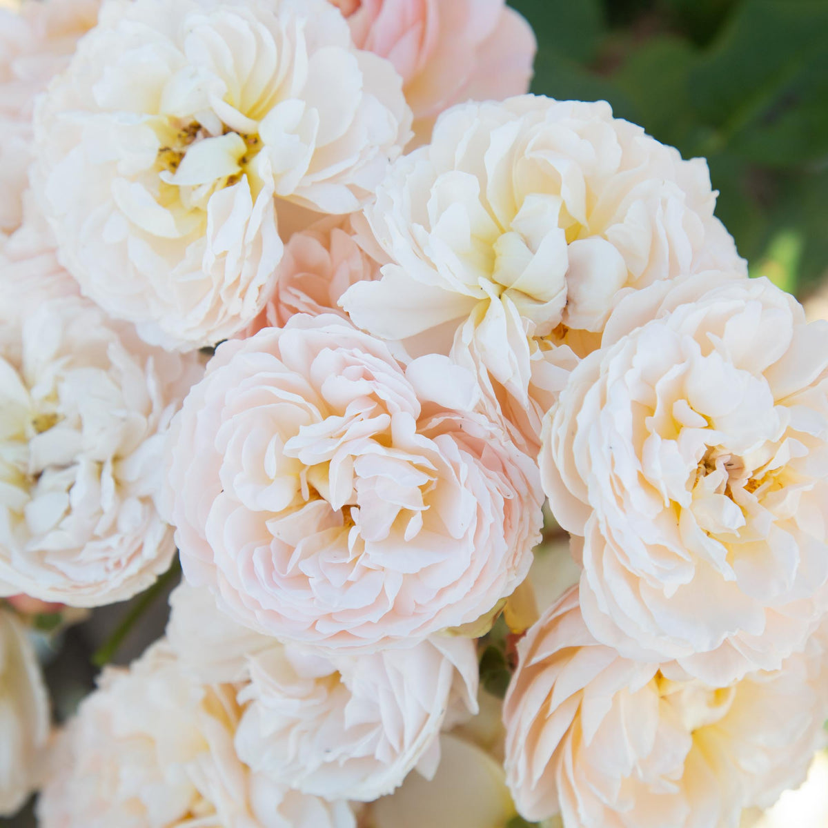 Moonlight Country Roses Moonlight In Paris Shrub Rose | Heirloom Roses