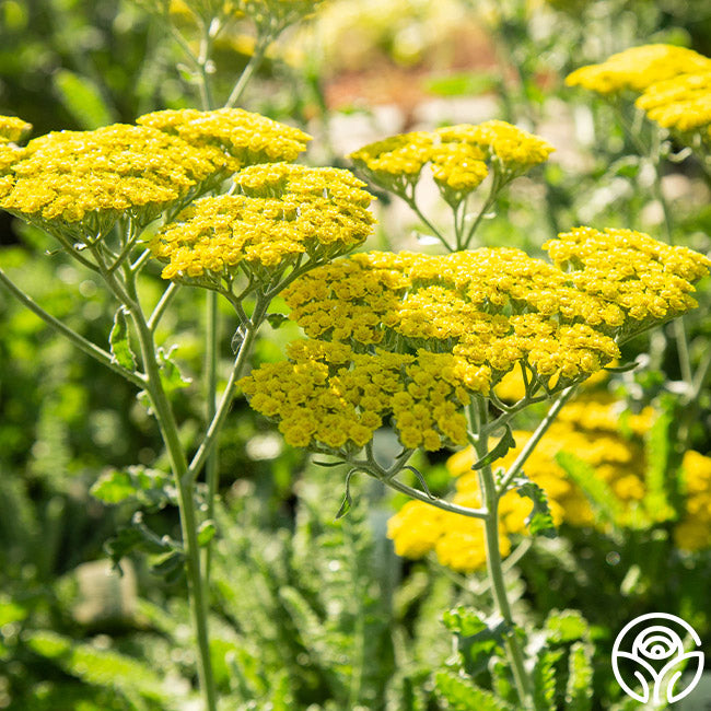 Yarrow