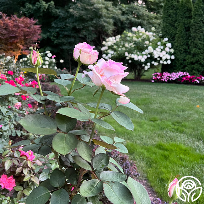 Moonstone Ruffle Roses Moonstone Rose - Hybrid Tea - Lightly Fragrant – Heirloom Roses