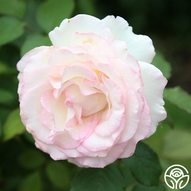 Moonstone Ruffle Roses Moonstone Rose - Hybrid Tea - Lightly Fragrant – Heirloom Roses