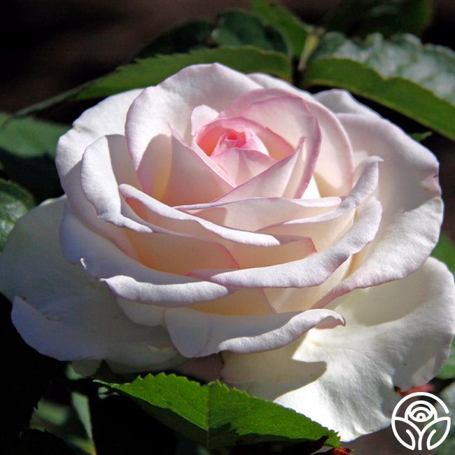 Moonstone Ruffle Roses Moonstone Rose - Hybrid Tea - Lightly Fragrant – Heirloom Roses