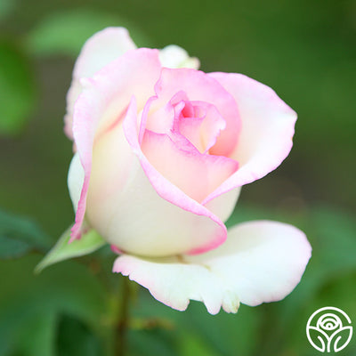 Moonstone Ruffle Roses Moonstone Rose - Hybrid Tea - Lightly Fragrant – Heirloom Roses