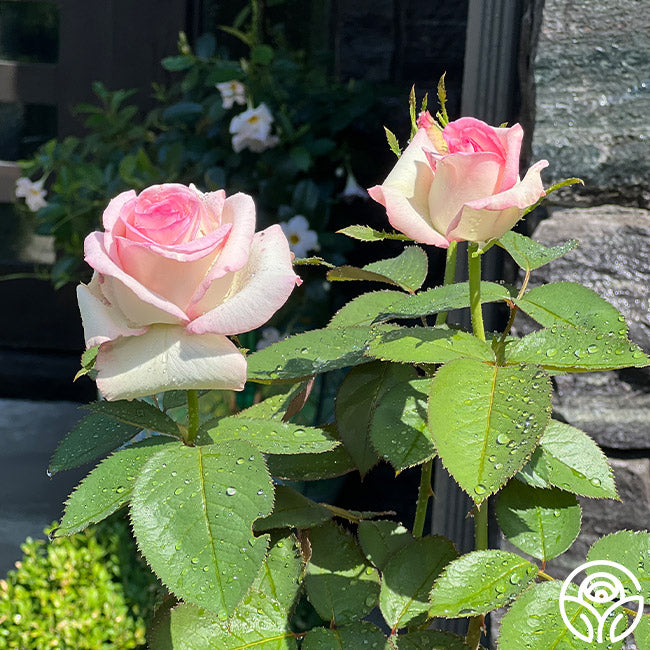 Moonstone Ruffle Roses Moonstone Rose - Hybrid Tea - Lightly Fragrant – Heirloom Roses