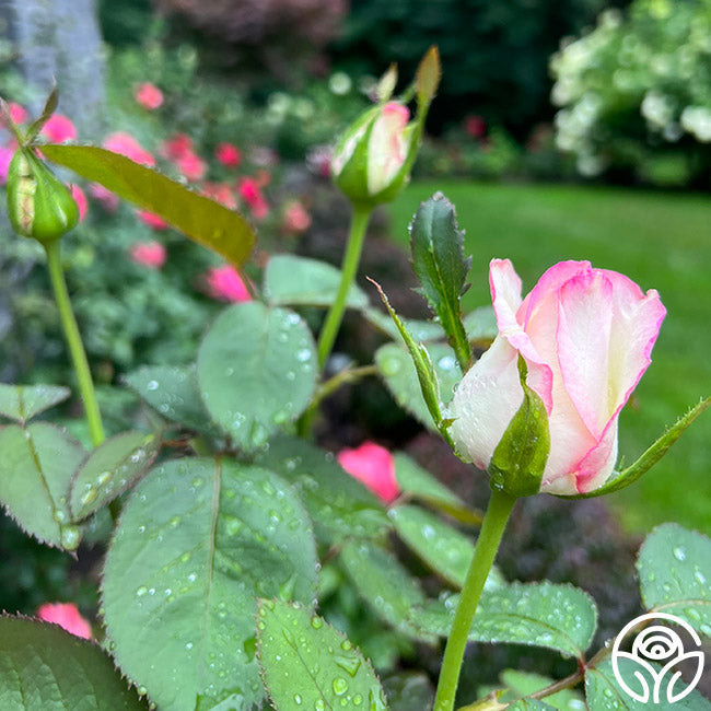 Moonstone Ruffle Roses Moonstone Rose - Hybrid Tea - Lightly Fragrant – Heirloom Roses