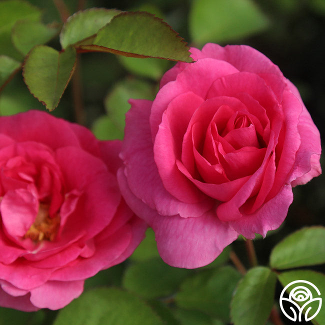 Morden Centennial Hardy Rose | Pink Rose Plant – Heirloom