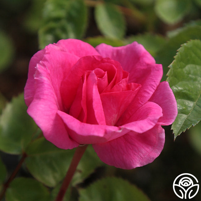 Morden Centennial Hardy Rose | Pink Rose Plant – Heirloom Roses