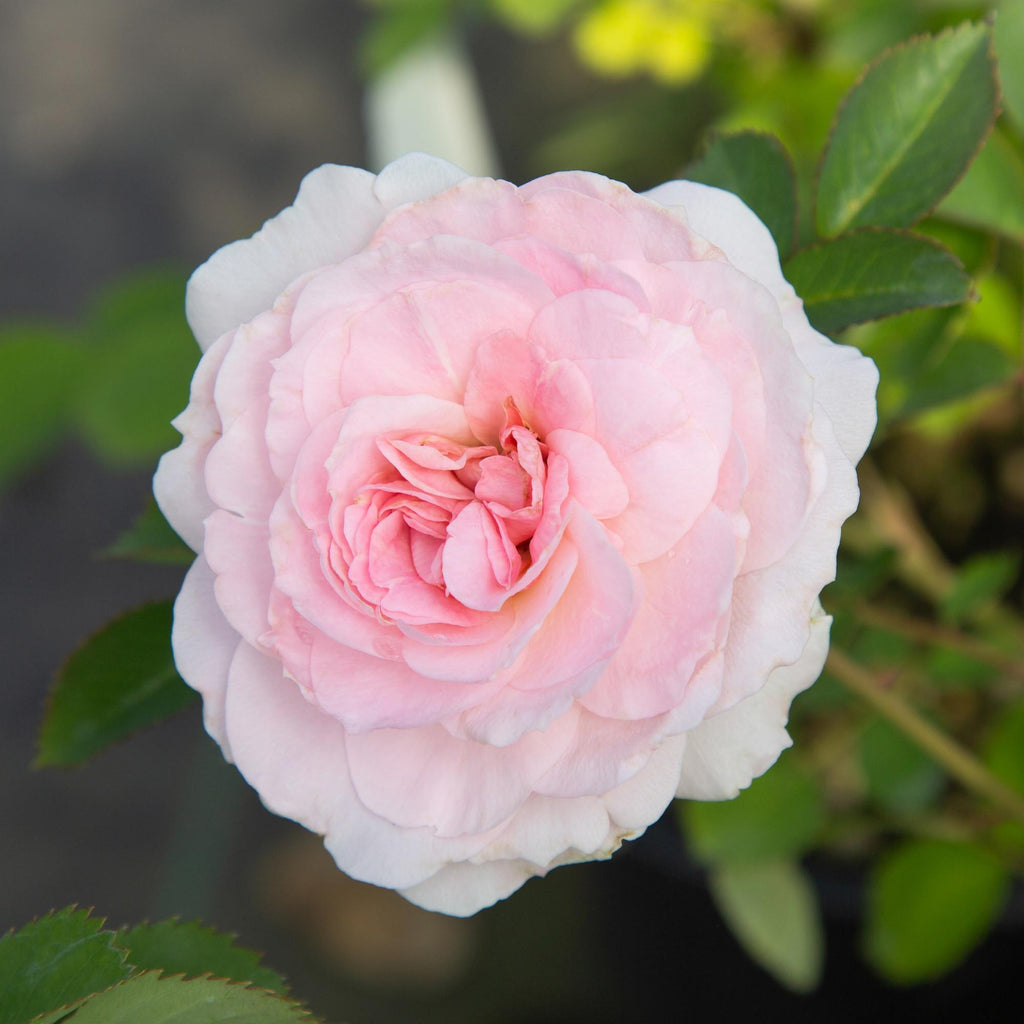 Morden Blush