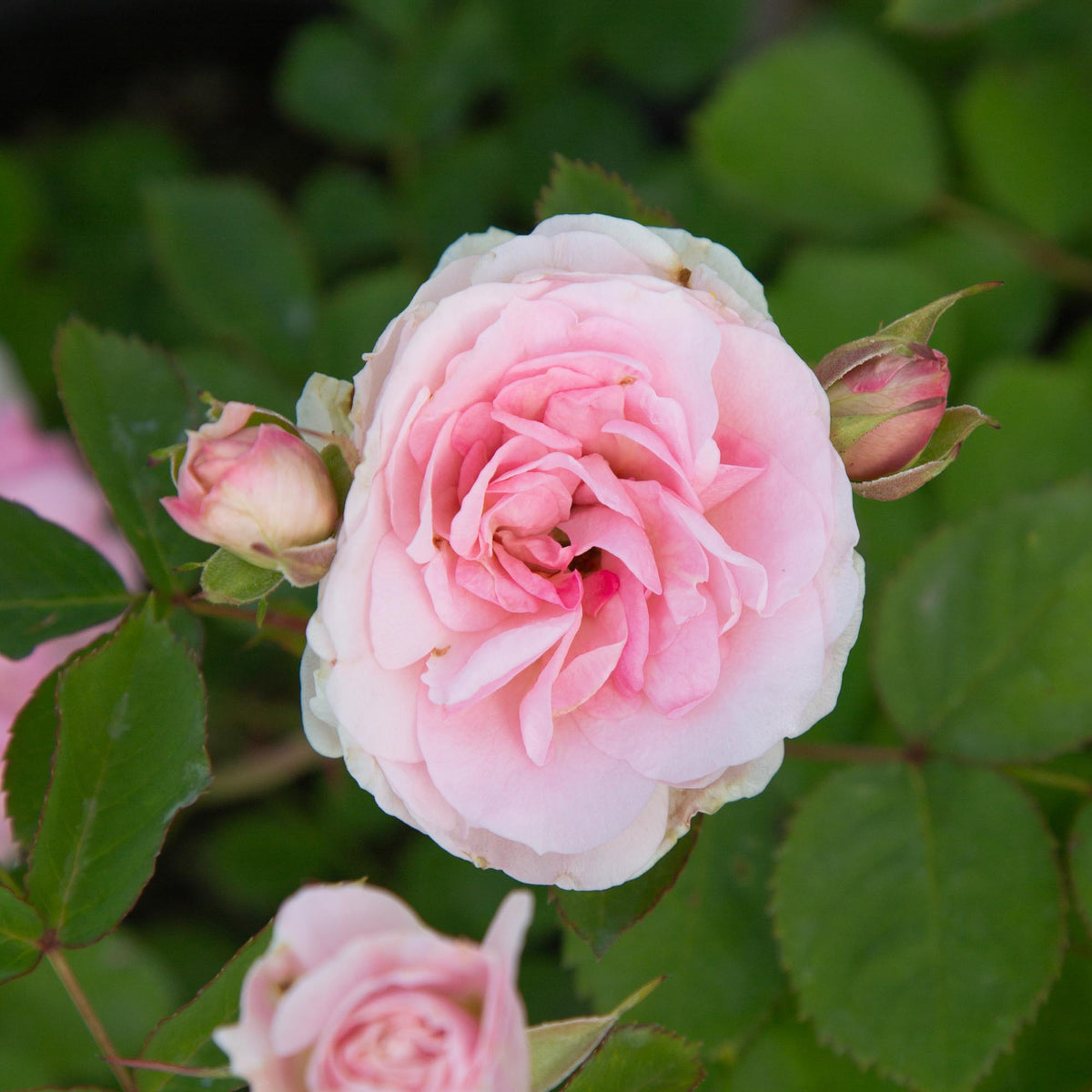 Morden Blush