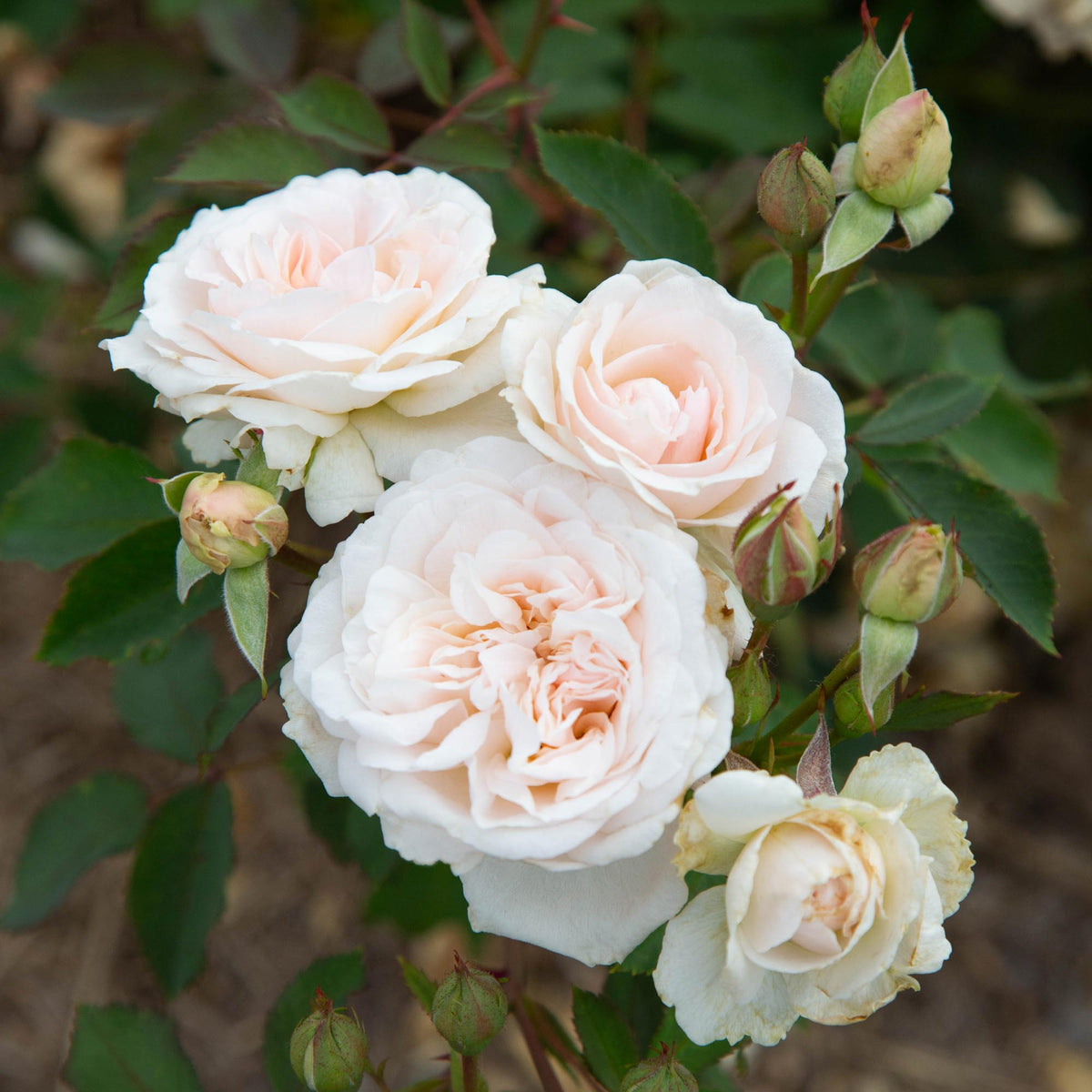 Morden Blush