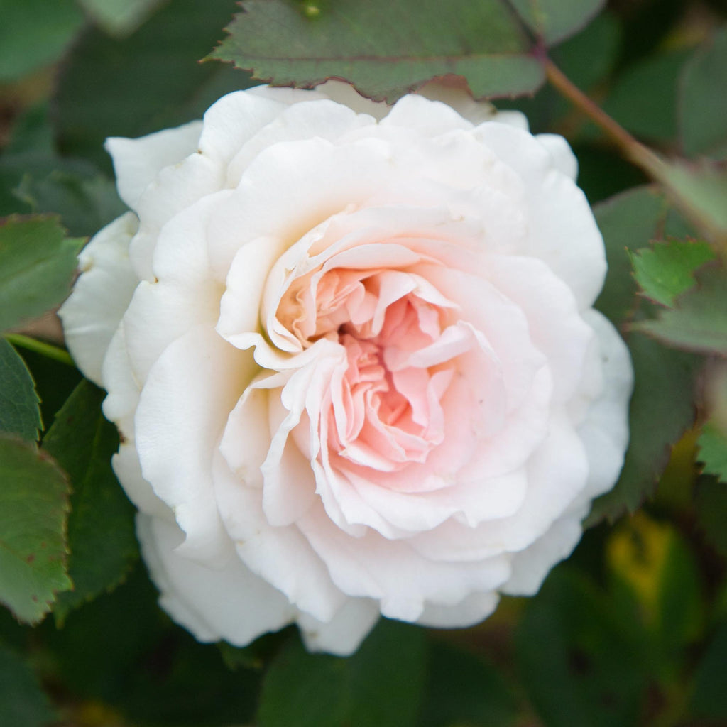 Morden Blush