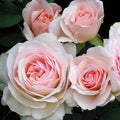 Morden Blush