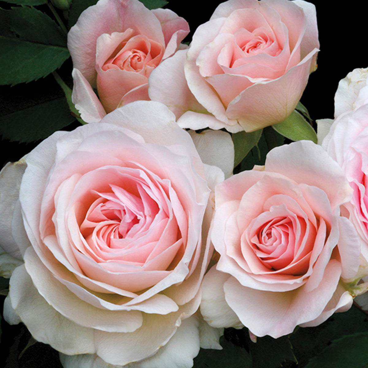 Morden Blush