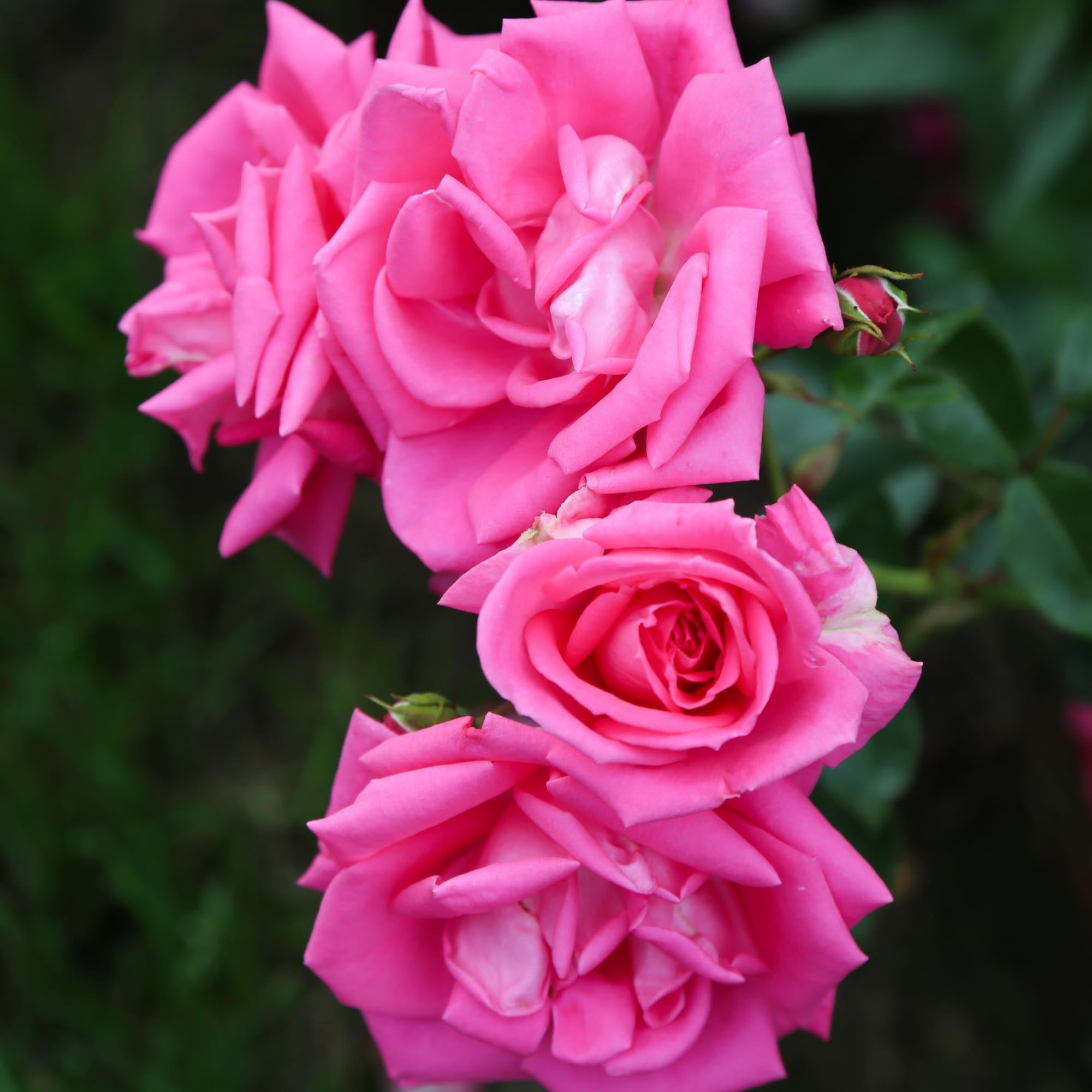 Morning Jewel®