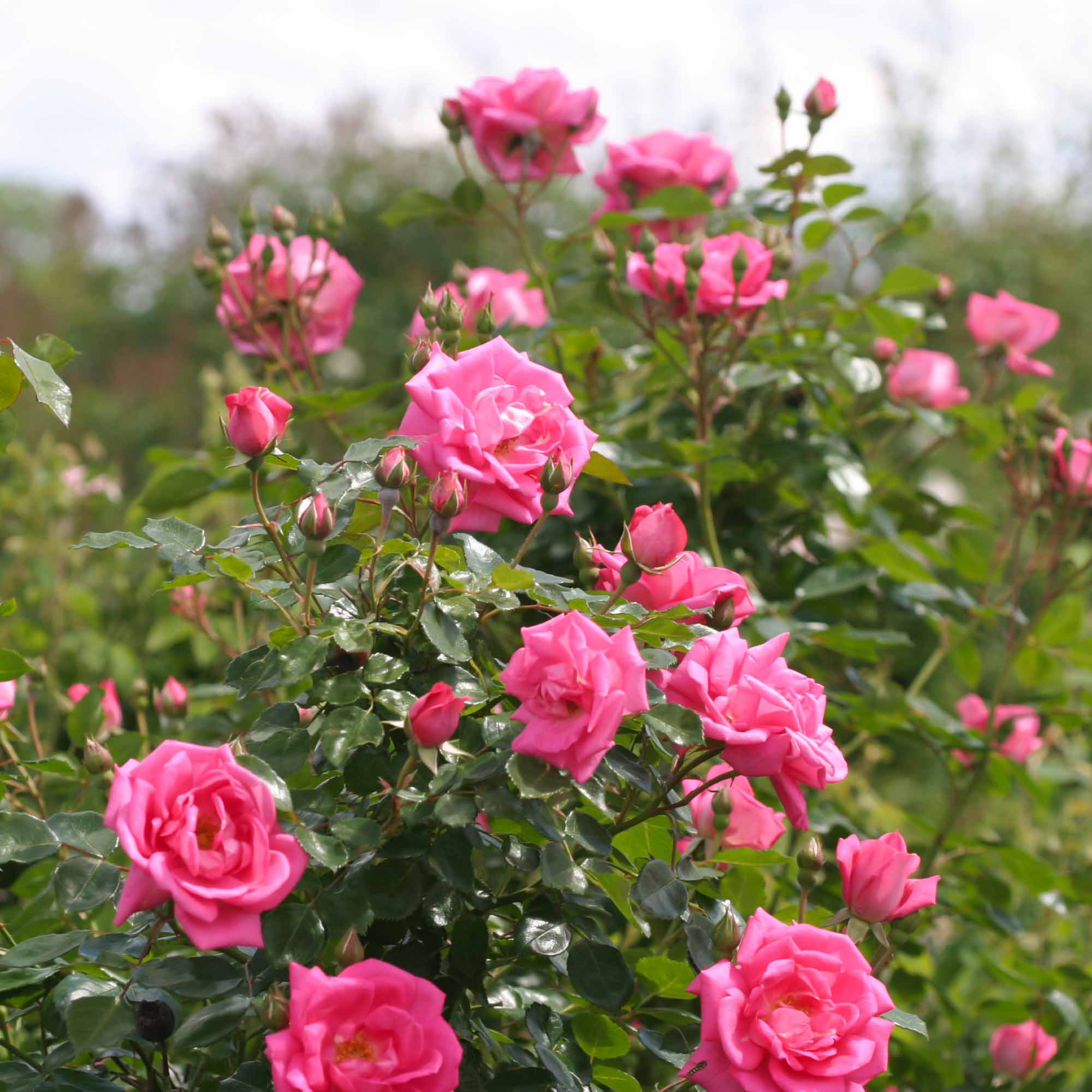 Morning Jewel®
