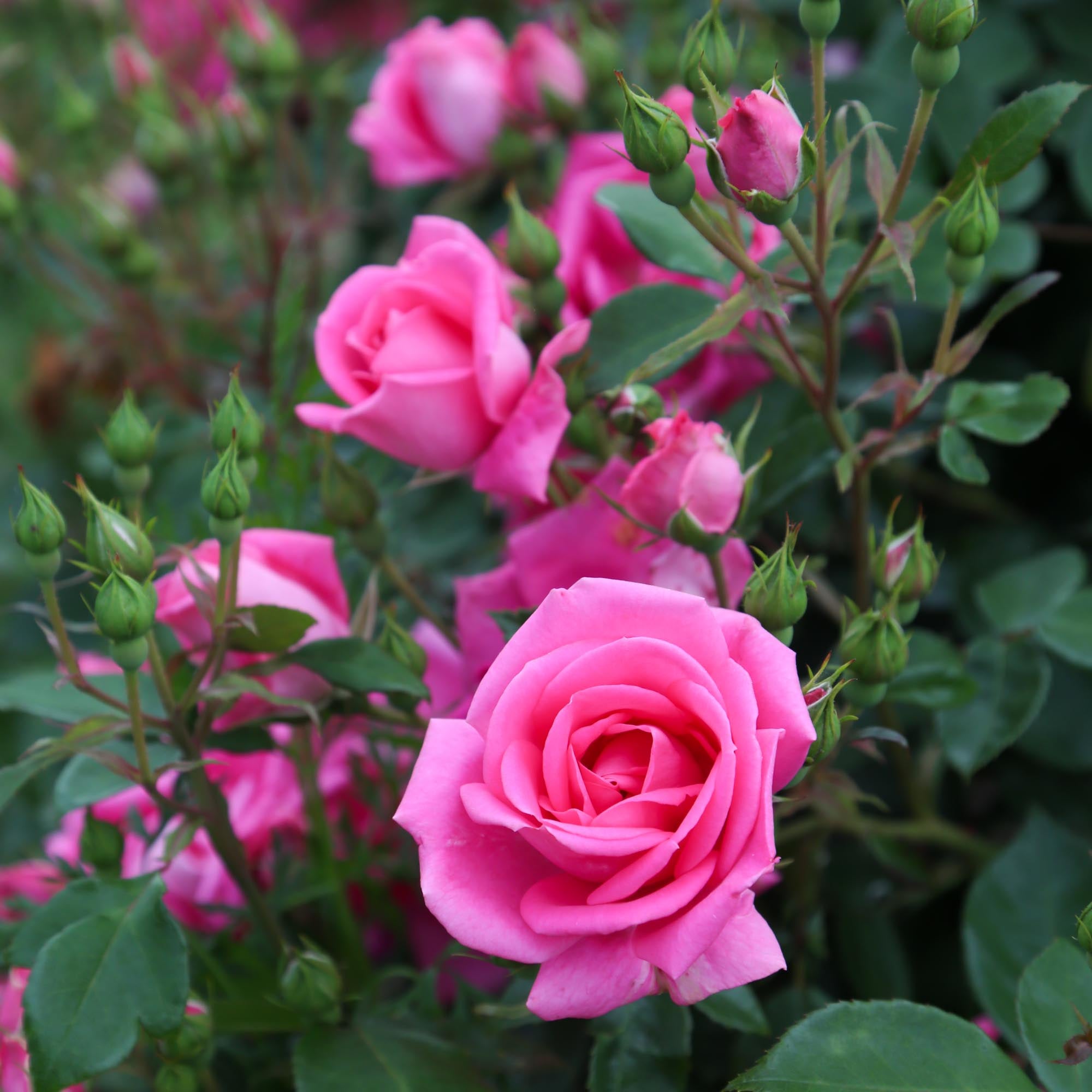 Morning Jewel®