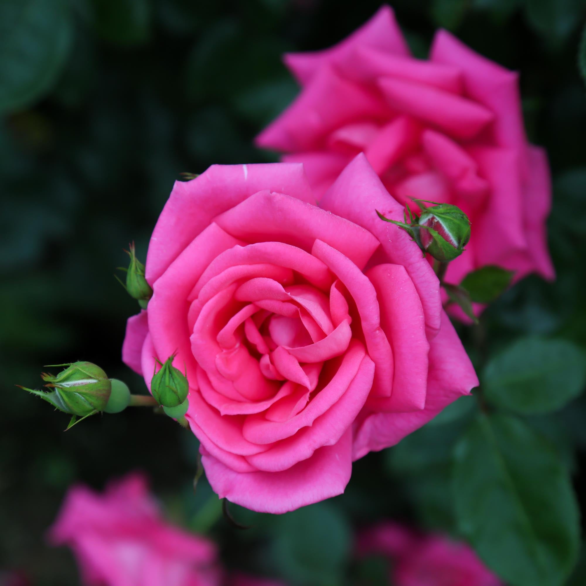 Morning Jewel®