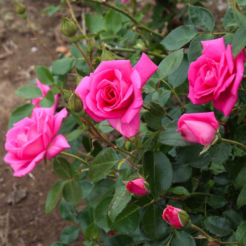 Morning Jewel®