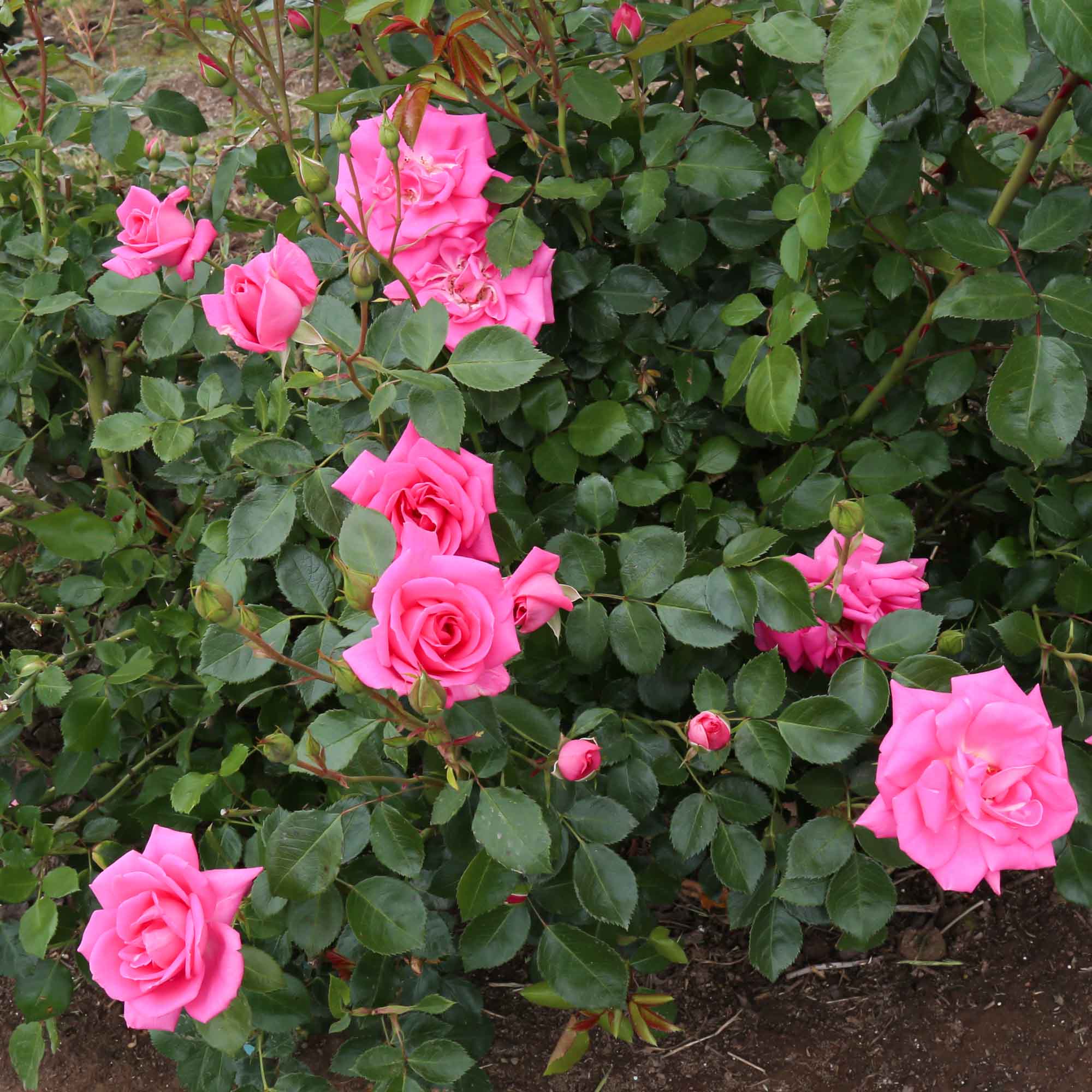 Morning Jewel®
