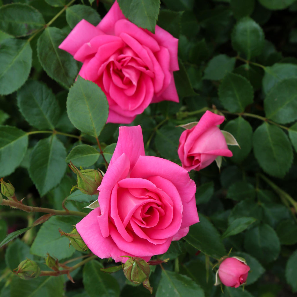 Morning Jewel®