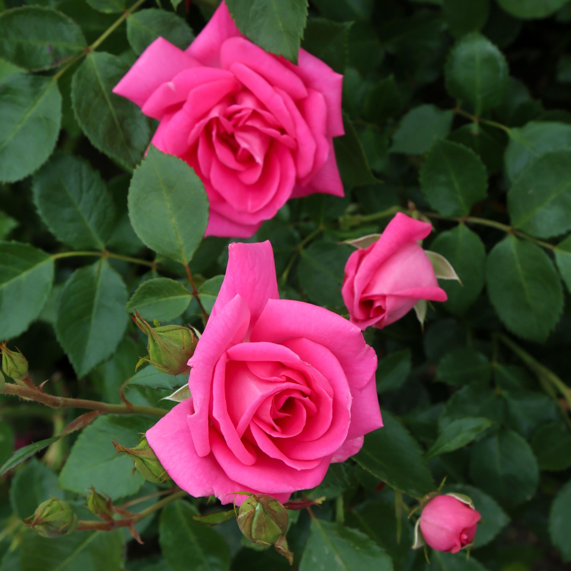 Morning Jewel®