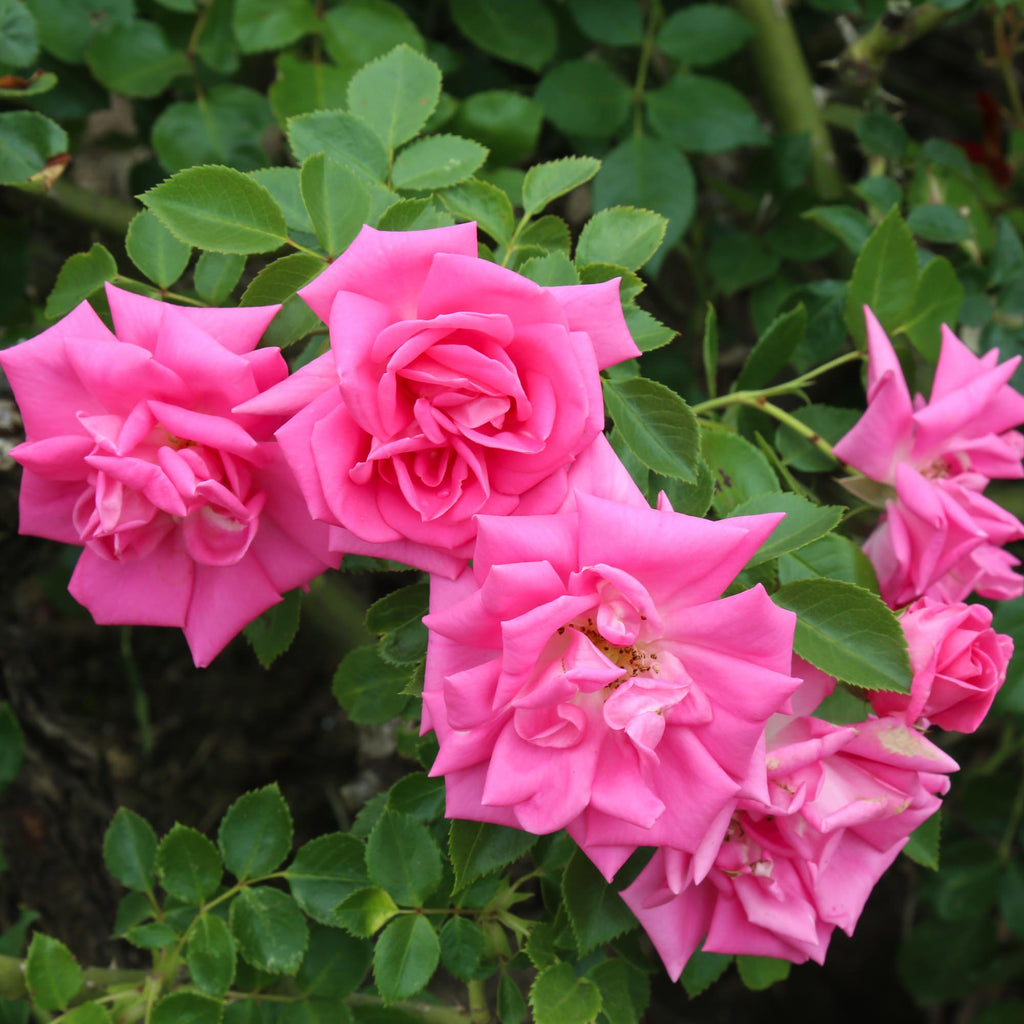 Morning Jewel®