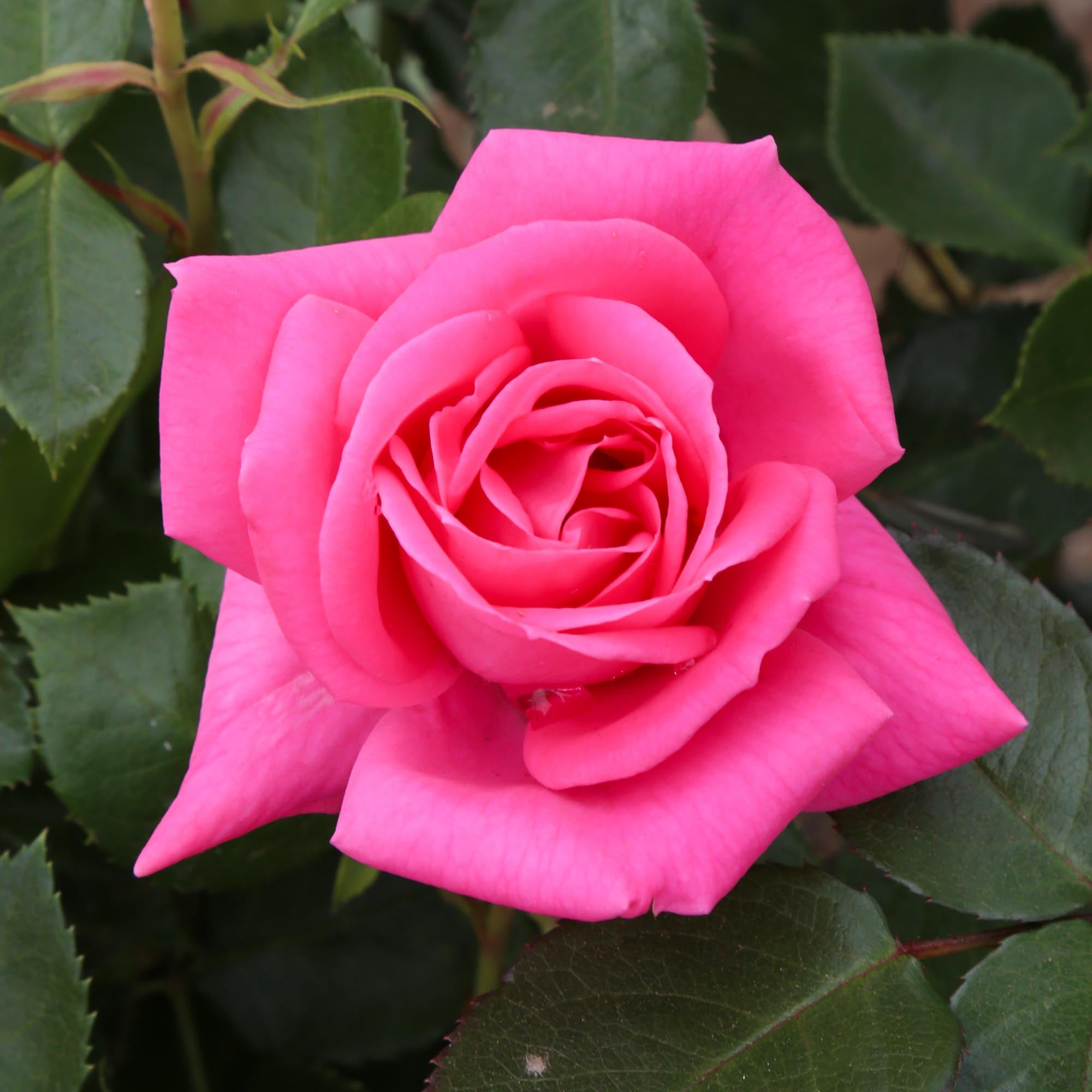 Morning Jewel®