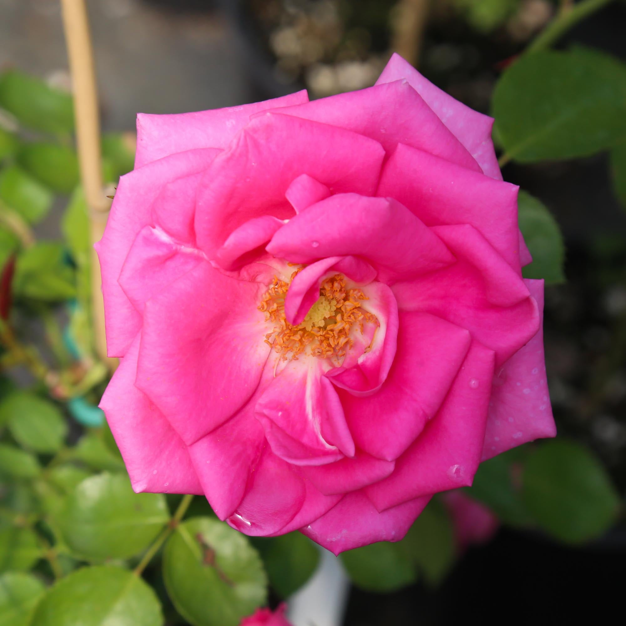 Morning Jewel®
