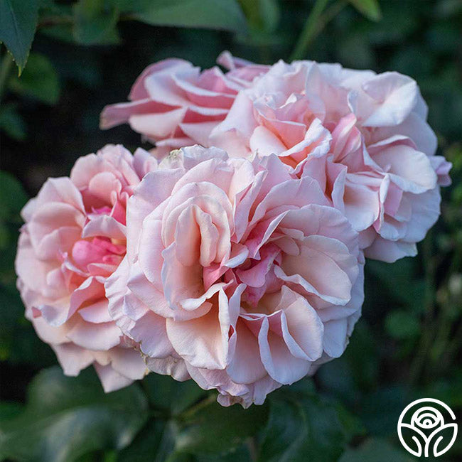 Mother of Pearl Grandiflora Rose | Pink Rose Bush – Heirloom Roses