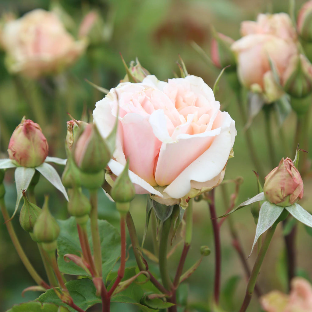 Mother of Pearl®