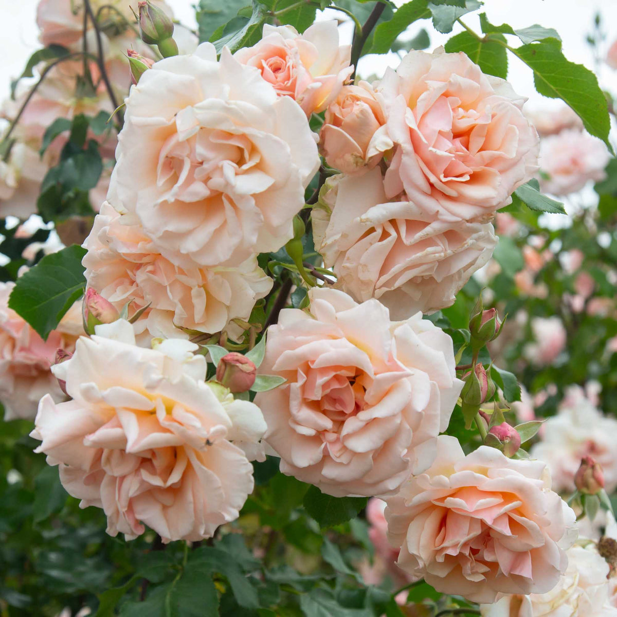 Mother of Pearl Grandiflora Rose | Pink Rose Bush – Heirloom
