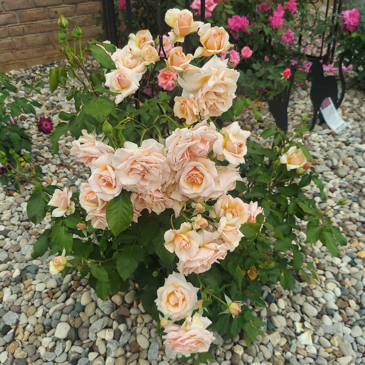 Mother of Pearl Grandiflora Rose | Pink Rose Bush – Heirloom
