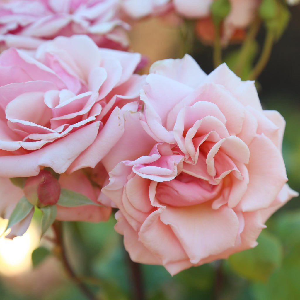 Mother of Pearl®