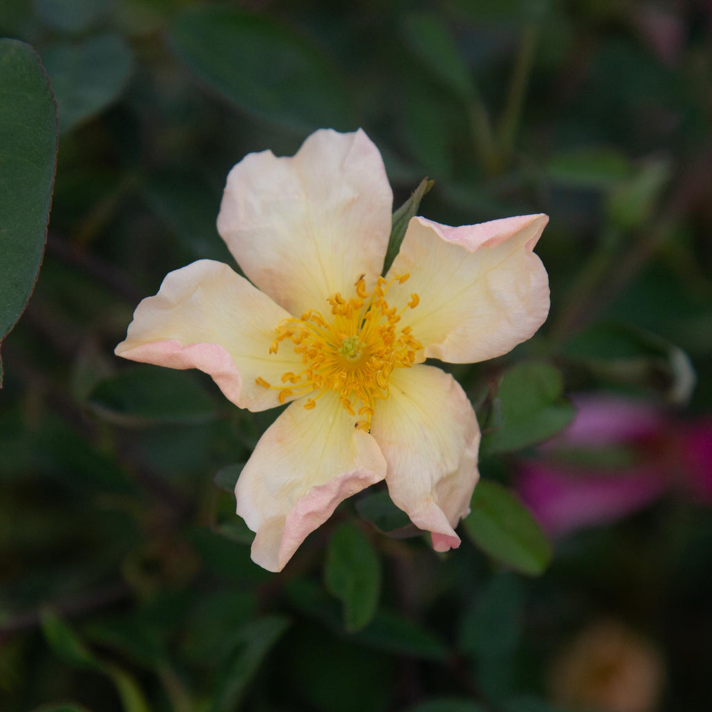 Mutabilis