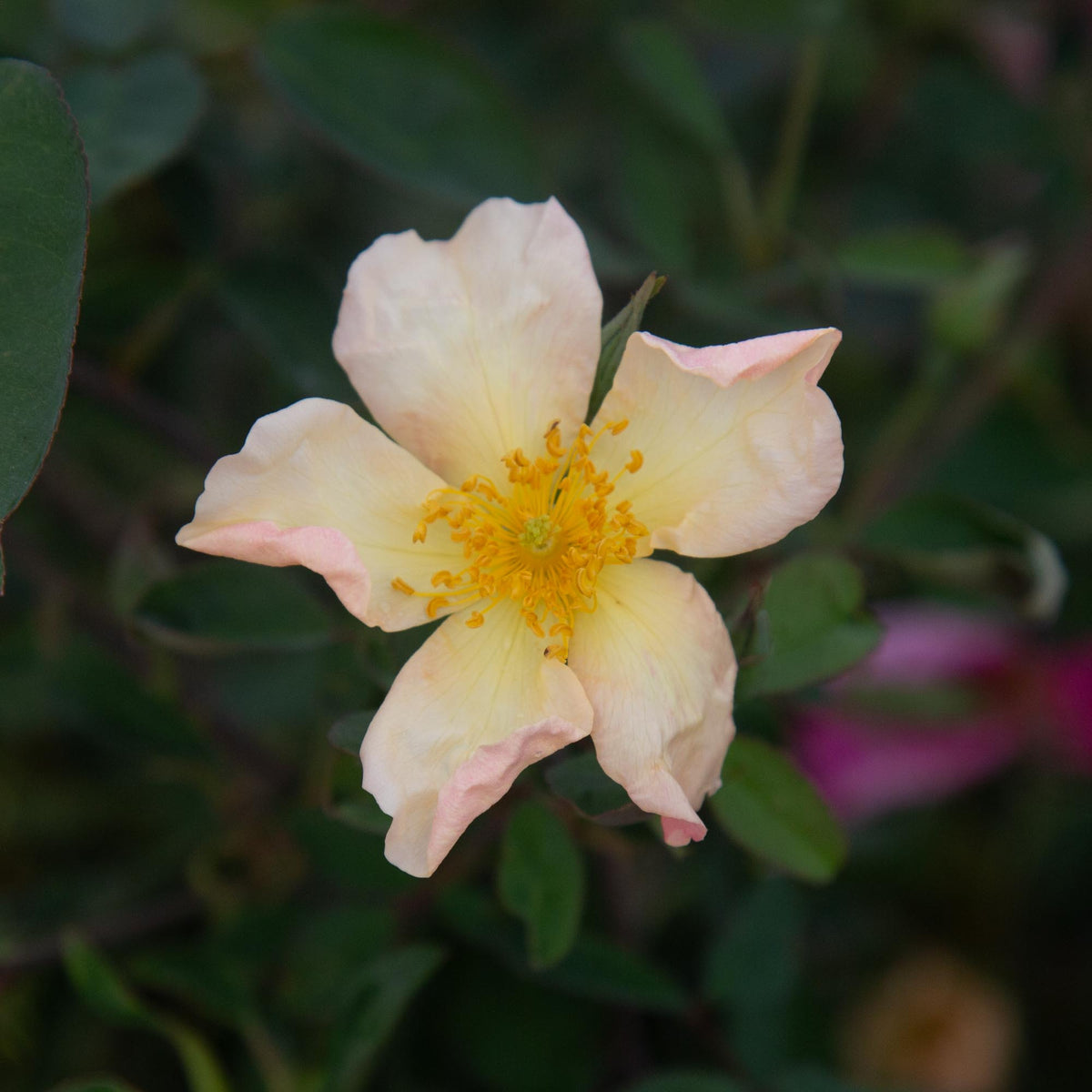 Mutabilis