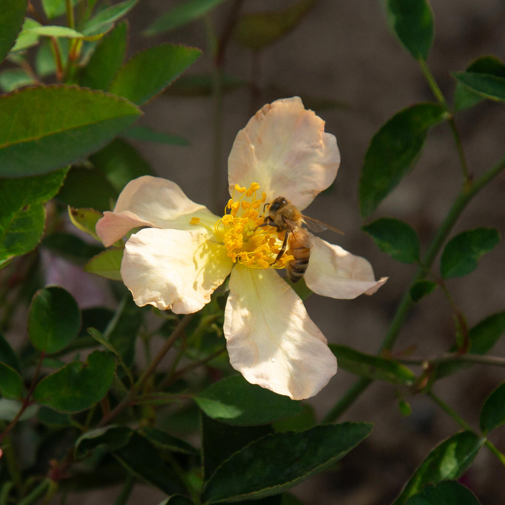 Mutabilis