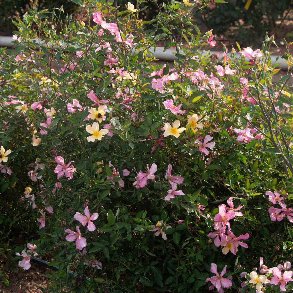 Mutabilis