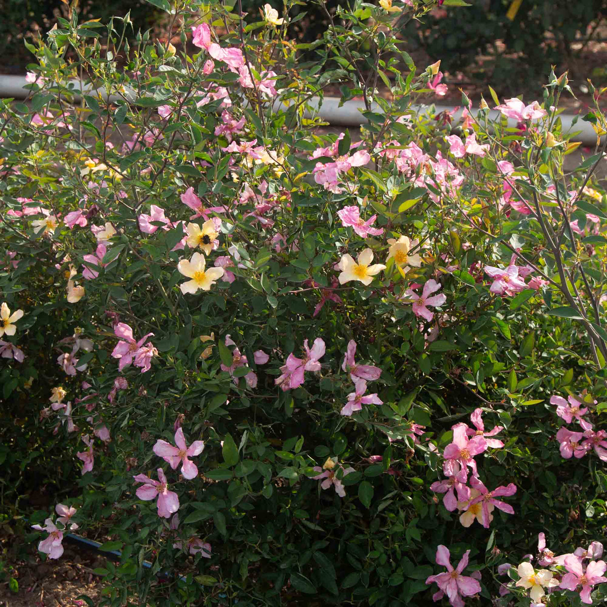 Mutabilis