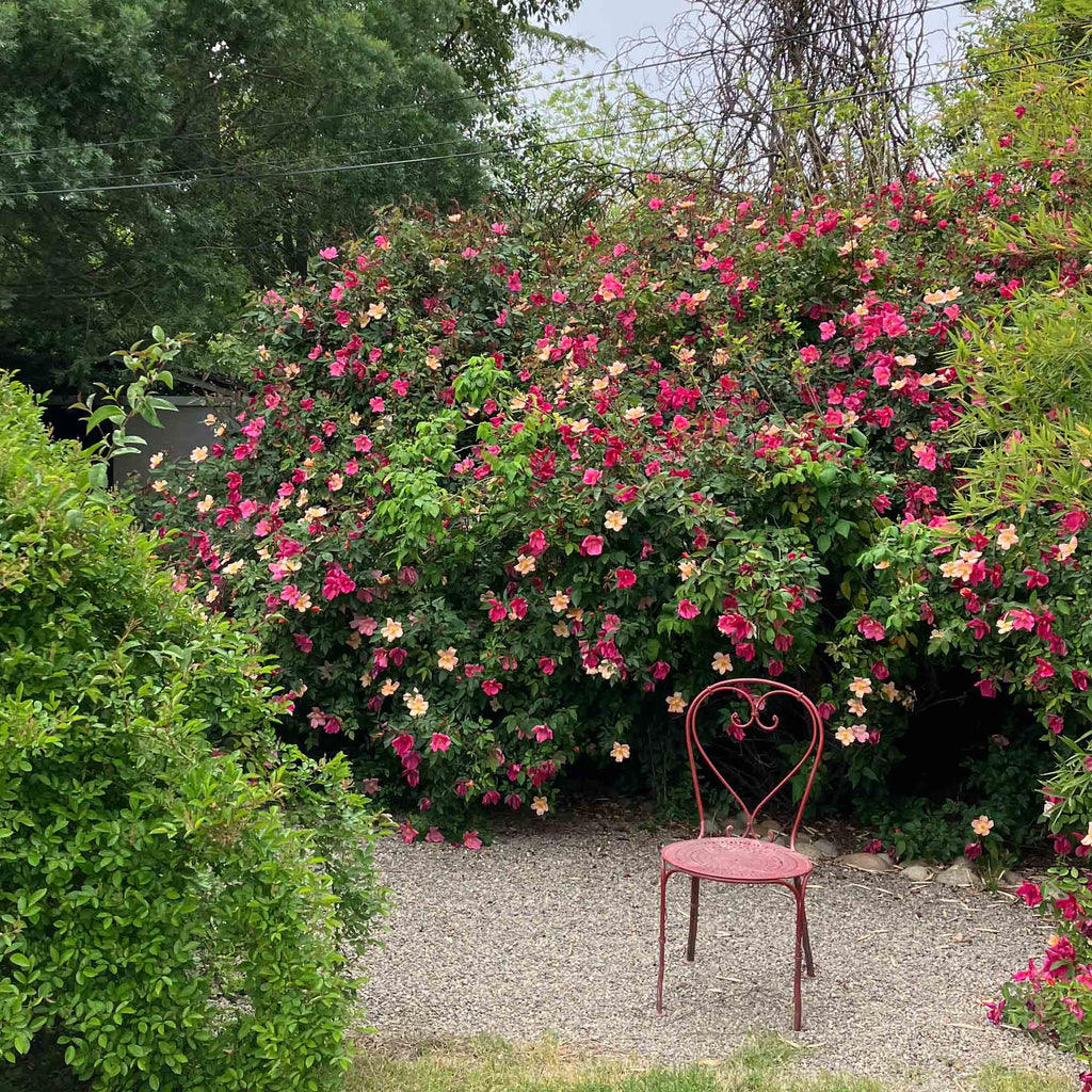Mutabilis