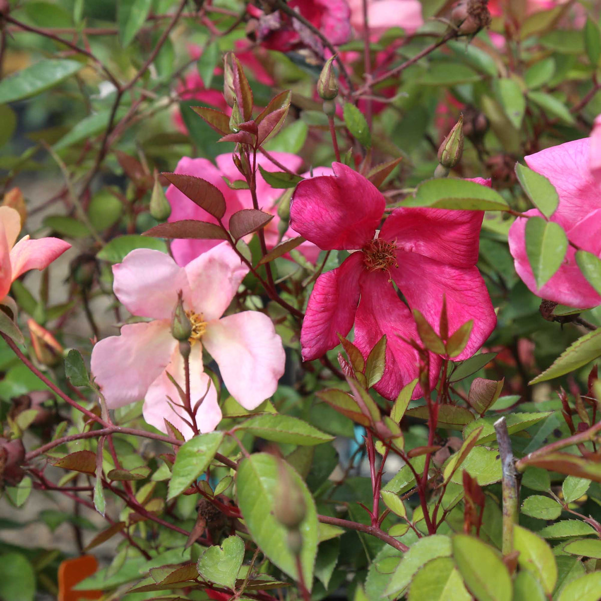 Mutabilis