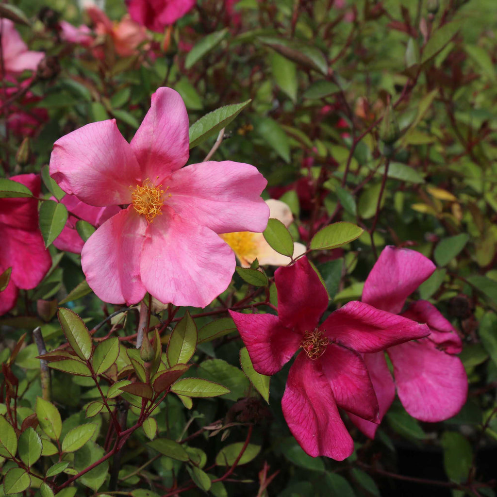 Mutabilis
