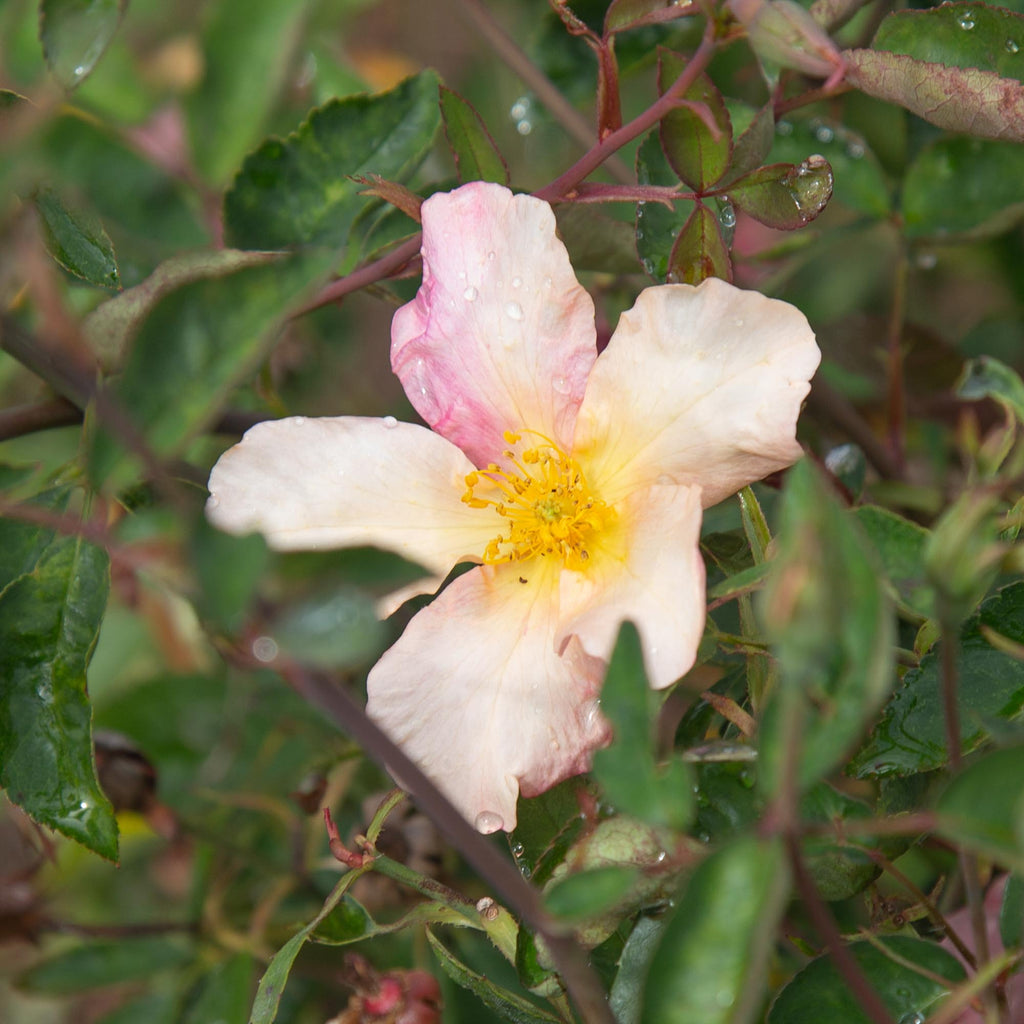 Mutabilis