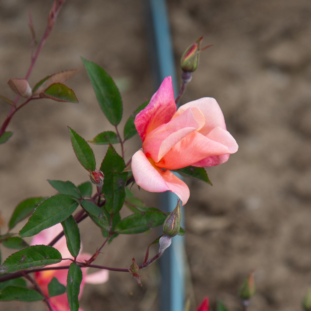 Mutabilis