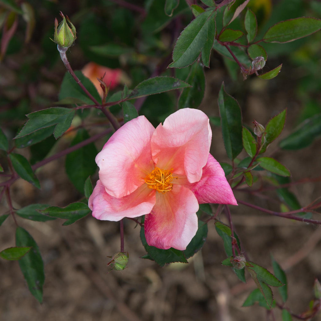 Mutabilis