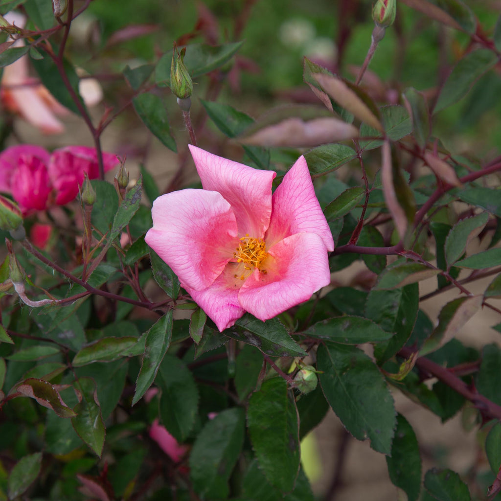 Mutabilis