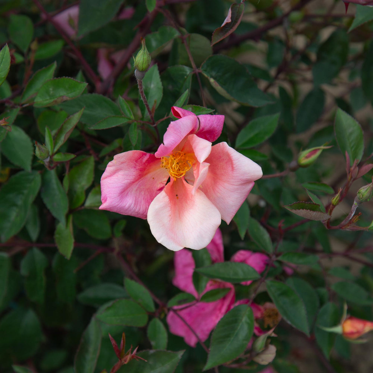 Mutabilis