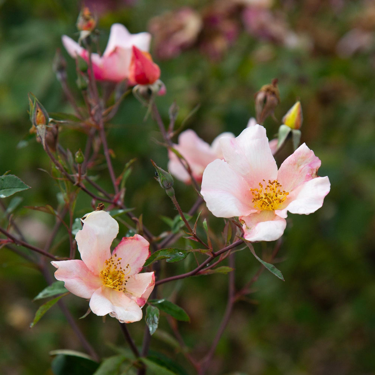Mutabilis